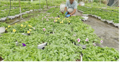 Hoa Tết ở Đà Nẵng được mùa, được giá, thương lái đặt mua sớm