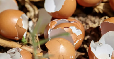 Rải vỏ trứng trong vườn mùa đông giúp xua sâu hại, cây trồng phát triển khỏe
