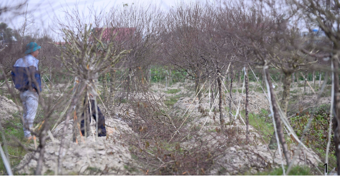 Hàng nghìn gốc đào Thanh Hóa chết khô, nông dân trắng tay trước Tết