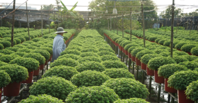 Từ nghề thuần nông, làng hoa Sa Đéc trở thành di sản văn hóa quốc gia