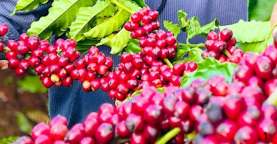 <strong>Bản tin nông sản hôm nay 19-1: Giá cà phê, hồ tiêu và lúa gạo ổn định</strong>