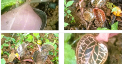 Phát hiện loài lan cực quý ở Pù Luông, giá trị cao tại độ cao 1.650m