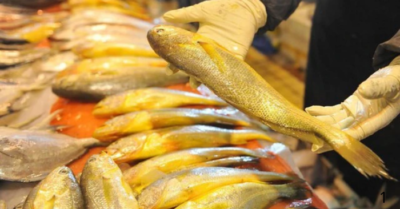 Người sành ăn thường chọn 5 loại cá biển đánh bắt tự nhiên giàu dinh dưỡng