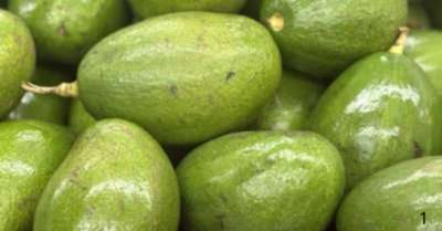 Quả bơ mang lại những lợi ích gì cho sức khỏe con người