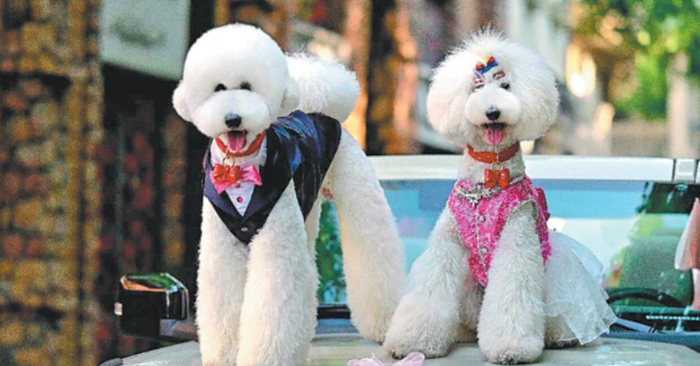 Hôn lễ thú cưng và những tranh luận về xu hướng nhân hóa vật nuôi