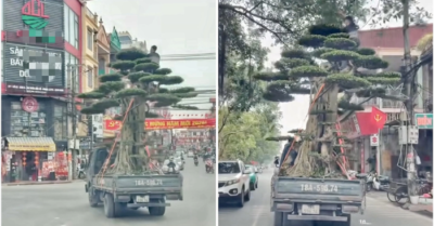 Vụ ngồi chênh vênh trên ngọn cây khi xe tải lưu thông. Tài xế bị phạt 39 triệu đồng