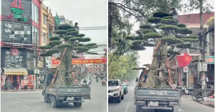 Cục CSGT đã xử phạt 39 triệu đồng tài xế xe tải chở cây cảnh quá khổ, để người ngồi trên ngọn cây khi xe đang lưu thông tại Ninh Bình, gây nguy hiểm nghiêm trọng