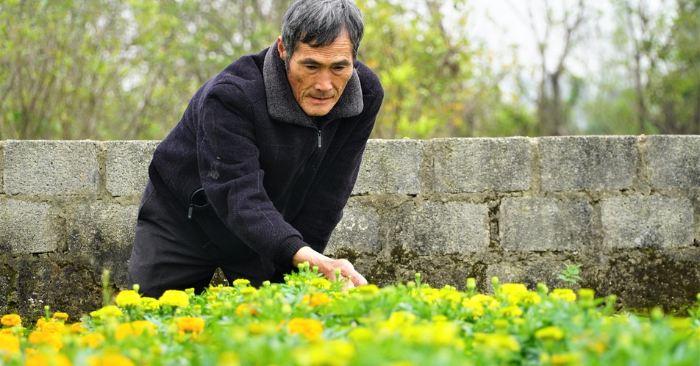 Lão ngư trồng hoa cúc thu trăm triệu sau 3 tháng