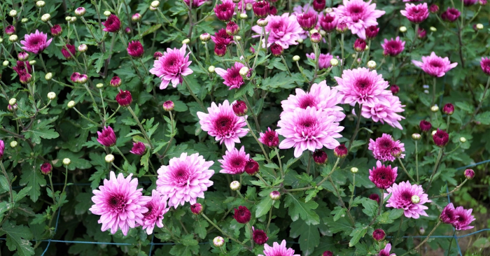 Lão ngư trồng hoa cúc thu trăm triệu sau 3 tháng