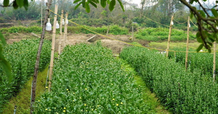 Lão ngư trồng hoa cúc thu trăm triệu sau 3 tháng