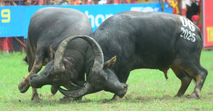 Lễ hội chọi trâu Đồ Sơn trở lại vòng loại