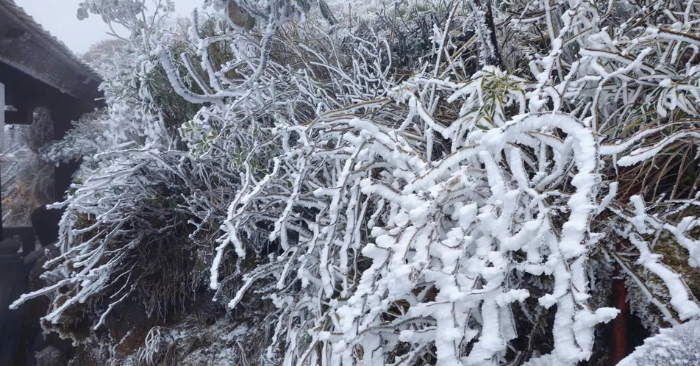 Săn tuyết tại Việt Nam mùa đông