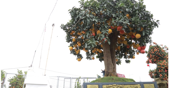 Bưởi cảnh 400 triệu