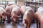 Giá lợn hơi neo cao do ảnh hưởng của dịch bệnh và thiên tai cuối năm 2025
