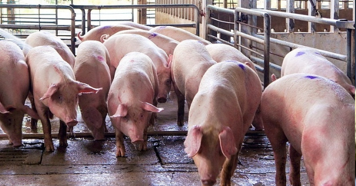 Giá lợn hơi neo cao do ảnh hưởng của dịch bệnh và thiên tai cuối năm 2025