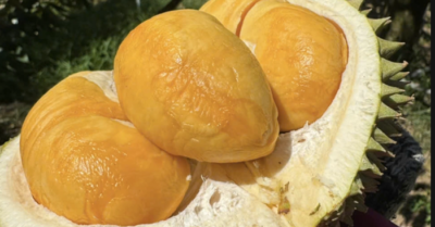 Rau quả Việt tăng trưởng mạnh nhất tại Trung Quốc