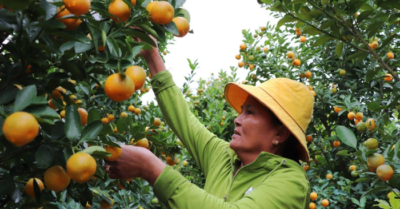 Quất cảnh Hội An: Sôi động mùa kinh doanh Tết Bính Ngọ 2026