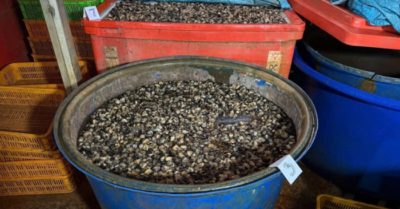 Natri silicate: Từ hóa chất xây dựng đến bàn ăn người Việt