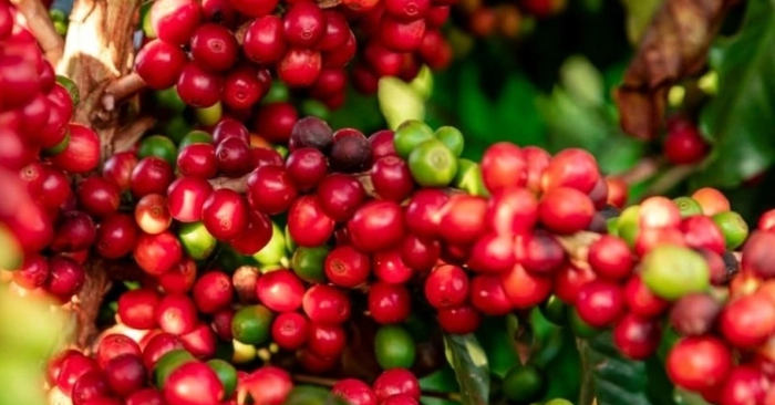 Giá nông sản ngày 24/1/2026: Cà phê quay đầu giảm, hồ tiêu tăng trở lại