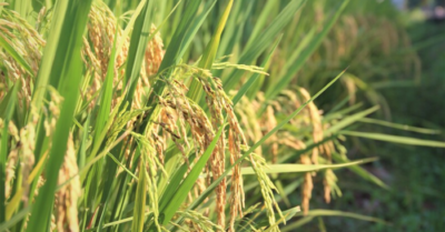 ‘Hộ chiếu xanh’ mở đường nâng tầm hạt