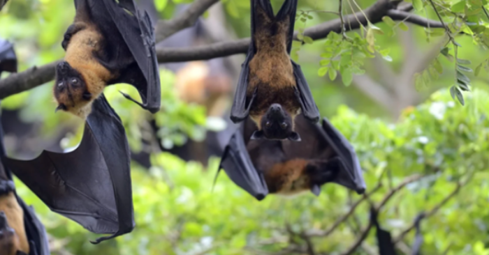 Virus Nipah được giám sát chặt chẽ trước nguy cơ đe dọa an ninh y tế toàn cầu