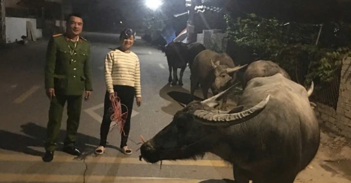 Gần 8 tiếng tìm chủ cho đàn trâu 6 con đi lạc ở Thanh Hóa