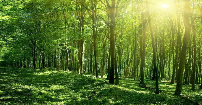 Mở rộng chính sách đầu tư bảo vệ rừng đặc dụng