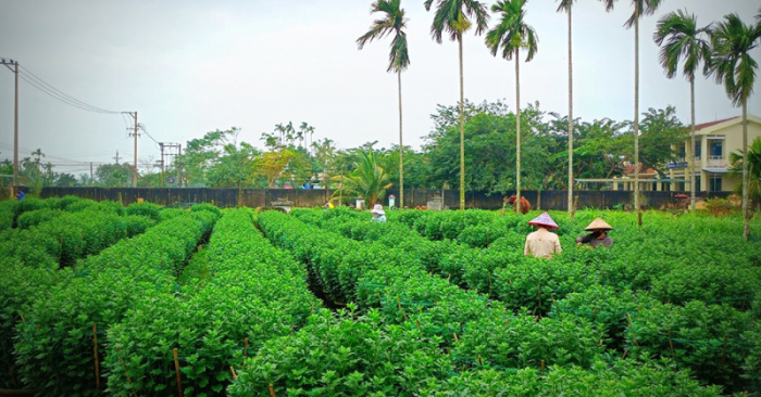 Hồi sinh mùa hoa kiểng Tết