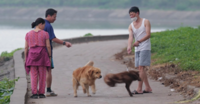 Thả rông chó mèo nơi công cộng có thể bị phạt một triệu đồng
