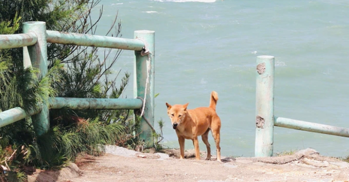 Chú chó vàng dẫn đường cho khách du lịch ở Phú Yên