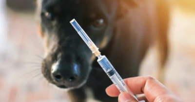 Người đàn ông tử vong sau khi chó dại cắn