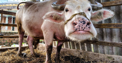 Trâu hồng mang lại cơ nghiệp sung túc cho chủ nuôi