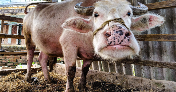 Trâu hồng mang lại cơ nghiệp sung túc cho chủ nuôi