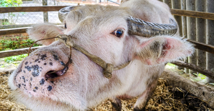 Trâu hồng mang lại cơ nghiệp sung túc cho chủ nuôi