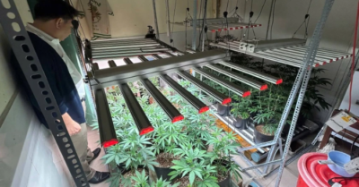 Triệt phá vụ trồng cần sa quy mô lớn nhất tại Đà Nẵng