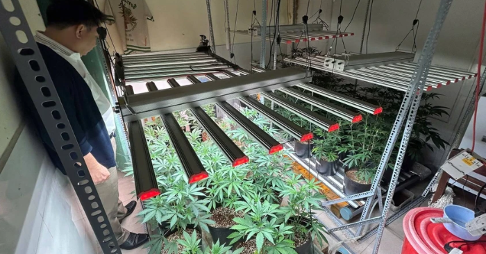 Triệt phá vụ trồng cần sa quy mô lớn nhất tại Đà Nẵng