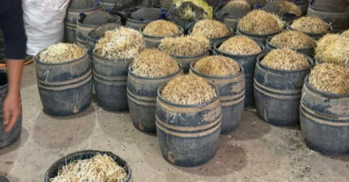 giá đỗ tại xã Tân Thuận do sử dụng chất kích thích sinh trưởng bị cấm, đưa gần 3 tấn sản phẩm không bảo đảm an toàn thực phẩm ra thị trường, ảnh hưởng sức khỏe người tiêu dùn