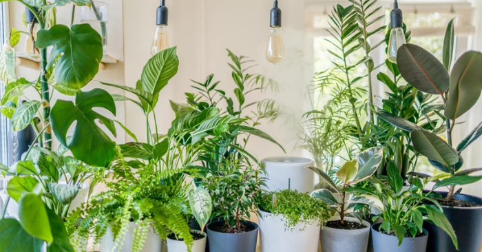 Cách giữ cây trồng trong nhà xanh tốt giữa đợt rét đậm miền Bắc