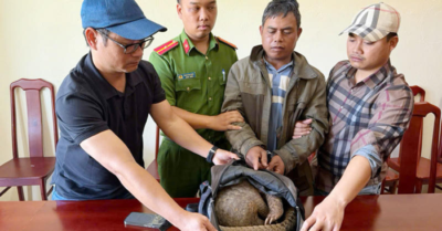 Động vật hoang dã: Bắt quả tang đối tượng mua bán trái phép
