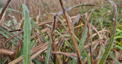 Băng giá Mẫu Sơn xuất hiện khi nhiệt độ xuống 0,3°C