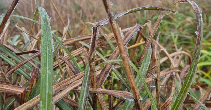 Băng giá Mẫu Sơn xuất hiện khi nhiệt độ xuống 0,3°C