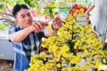 Sức tiêu thụ mai vàng tại xã Bình Lợi giảm sút trước Tết Bính Ngọ 2026