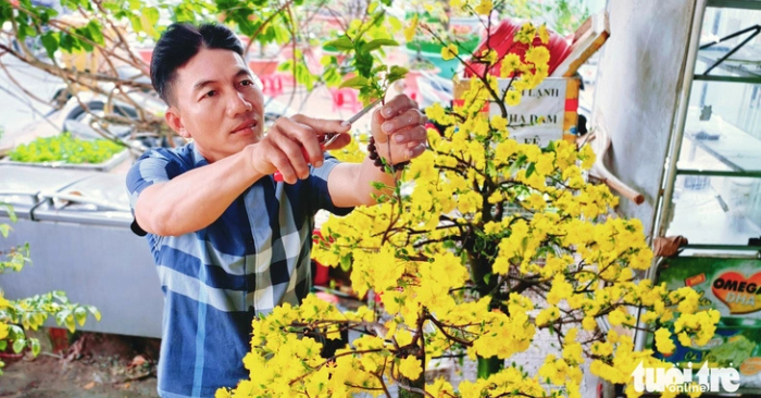 Sức tiêu thụ mai vàng tại xã Bình Lợi giảm sút trước Tết Bính Ngọ 2026