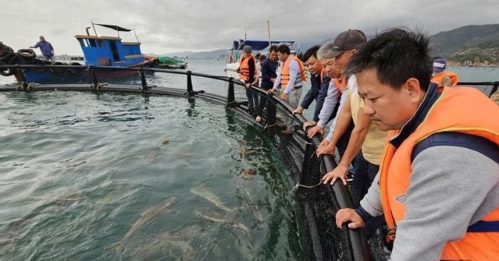 Lồng nuôi cá HDPE giúp ngư dân tăng lợi nhuận và thích ứng thiên tai