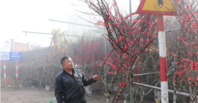 Đào rừng Na Ngoi “được mùa, được giá”, người Mông thu trăm triệu mỗi vụ Tết