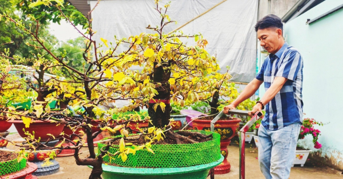Sức tiêu thụ mai vàng tại xã Bình Lợi giảm sút trước Tết Bính Ngọ 2026