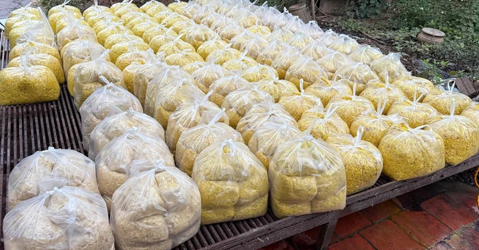 Vàng O – Tác hại khi ăn riềng xay trộn chất cấm