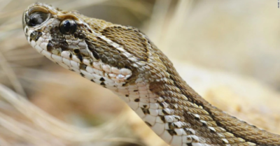 Chồng giết vợ rồi bị rắn độc cắn hôn mê