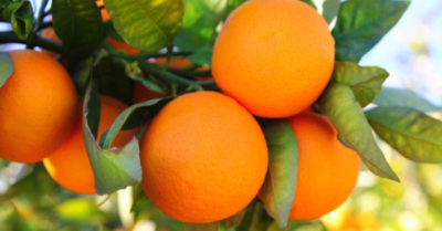 Cam Xã Đoài – Cam giá trăm nghìn mỗi quả, nông dân giữ như vàng