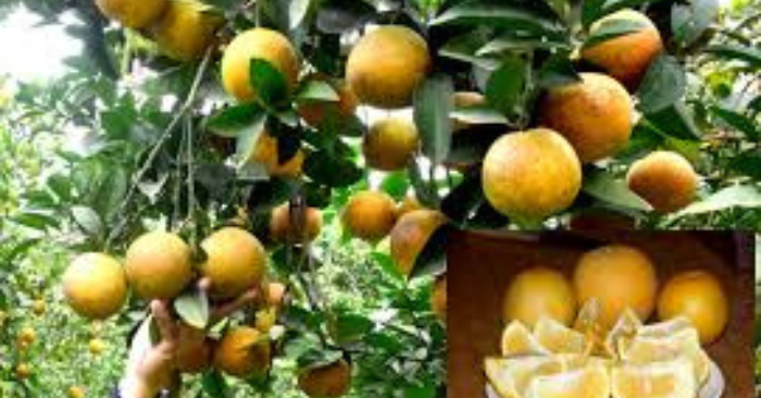 Cam Xã Đoài – Cam giá trăm nghìn mỗi quả, nông dân giữ như vàng